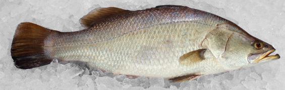 Barramundi (Seabass), value pack, Whole Fish (cleaned, gilled & gutted), price/2 wholes, each is IVP, weighing approx 550g (1100g total), frozen