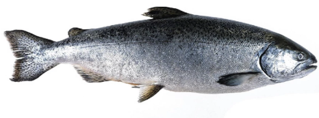 Fresh King Salmon (Chinook-Sashimi grade, New Zealand, Big Glory Bay) Whole Side Fillet, Boneless, skin-on, price/whole fillet