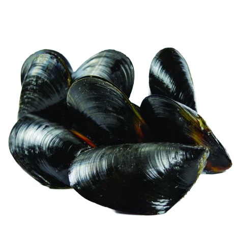 Live Organic Black Mussels, Full Shell (Boston Bay, Australia), 1kg, price/pack