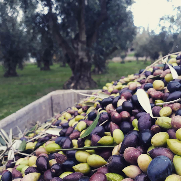 Olivo Porcini New Zealand Infused Olive Oil, 200ml