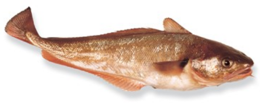 Wild Red Cod Fillets (New Zealand), skinless, boneless, price/500g VP, frozen