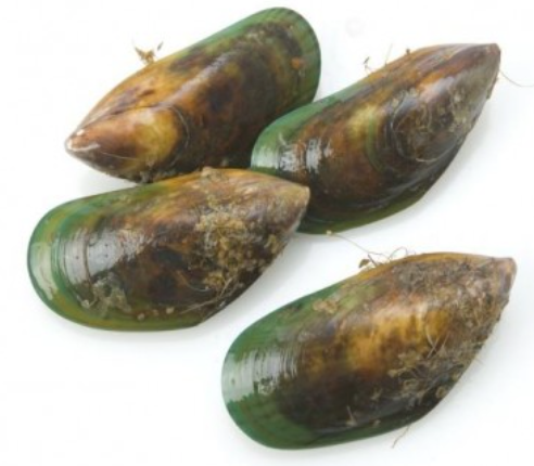 Live New Zealand Jumbo Greenshell Mussels (full shell) 800g, price/pack