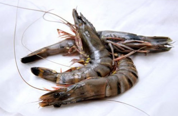 Black Tiger Prawns (Head On Shell On), 21/25 (Halal), price/1kg box, frozen