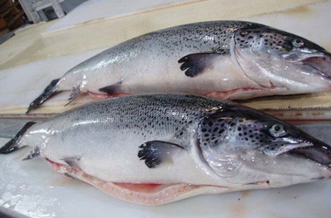 Fresh King Salmon (Chinook-Sashimi grade, New Zealand) Whole Fish (cleaned gilled & gutted, price/fish