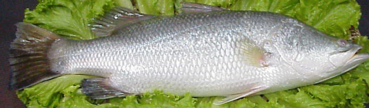 Barramundi (Seabass) Whole Fish (cleaned, gilled & gutted), price/whole IVP, weighing approx 550g, frozen