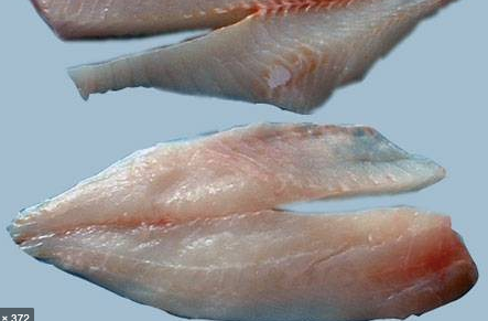 Wild Sea Bream (Tarakihi) Fillets (New Zealand), boneless, skinless, price/500g, frozen