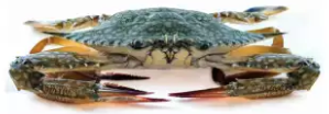Fresh Wild Caught Backfin Lump Crab Meat, 454g