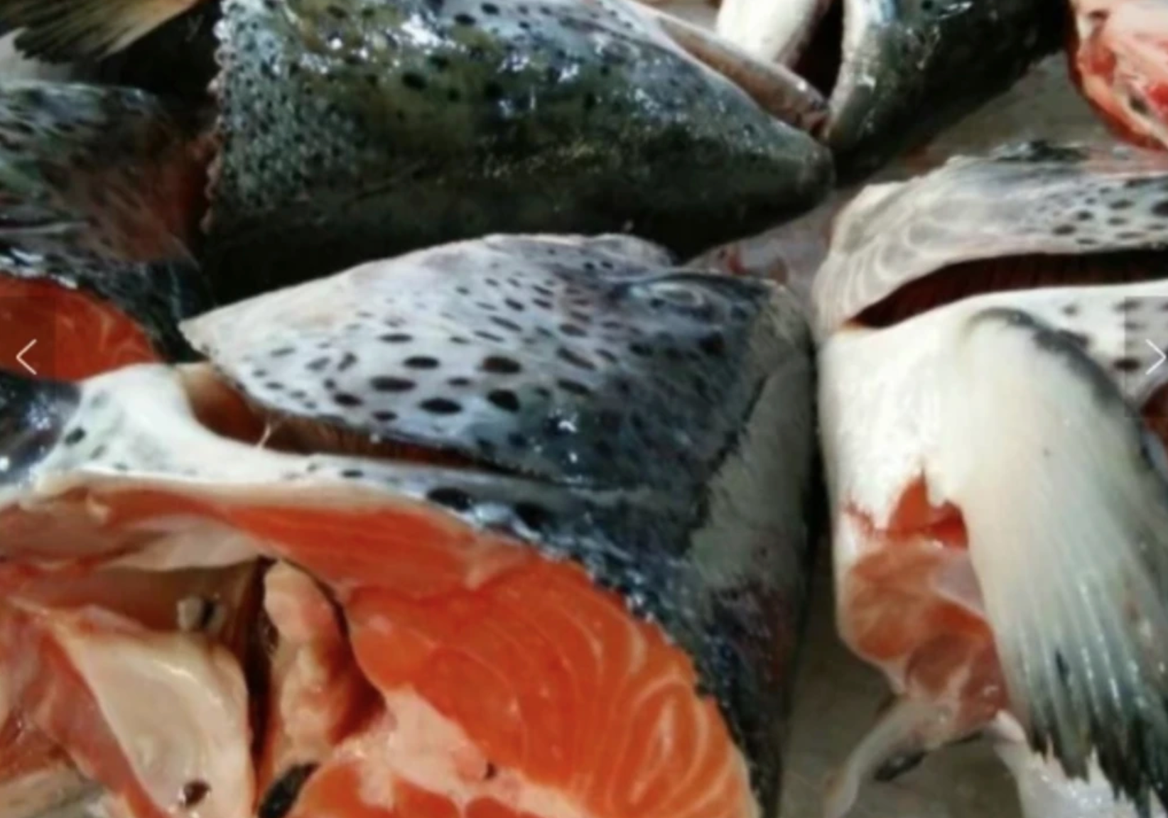 New Zealand King Salmon (Chinook) Whole Head split in 2 with Carcass/Tail, approx 450g (total 900g)