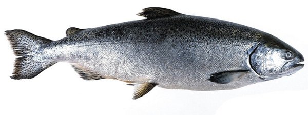 Frozen King Salmon (Chinook) Fillet Portion (New Zealand), skin on, boneless, 150g, price/portion