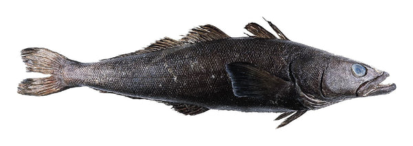 Wild Silver/White Cod (Chilean Seabass/Patagonia Toothfish) Fillets, skinless, boneless, (90-100g), price/pack, frozen