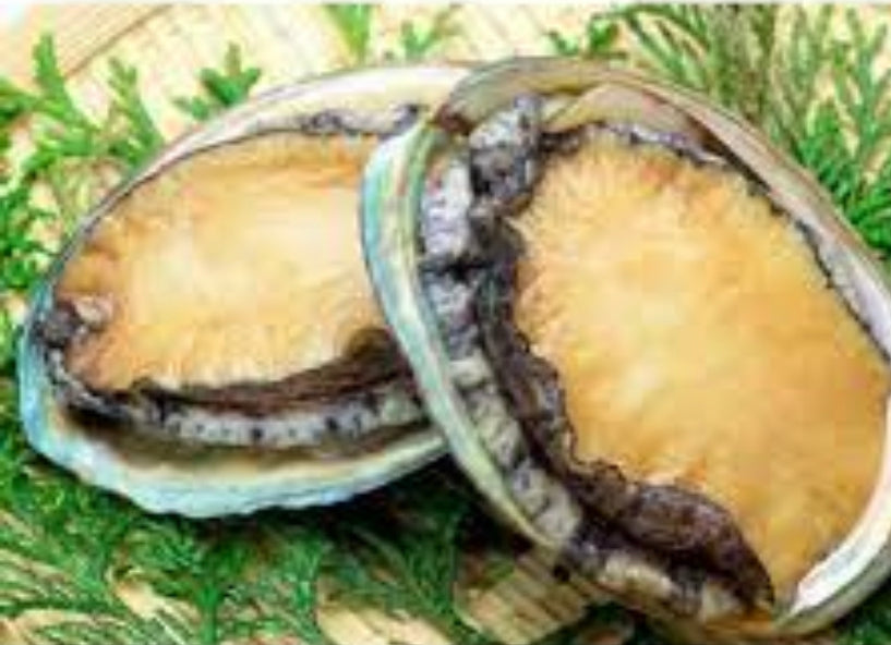 Australian Jade Tiger Abalone, 28pcs/pack, 1kg, frozen