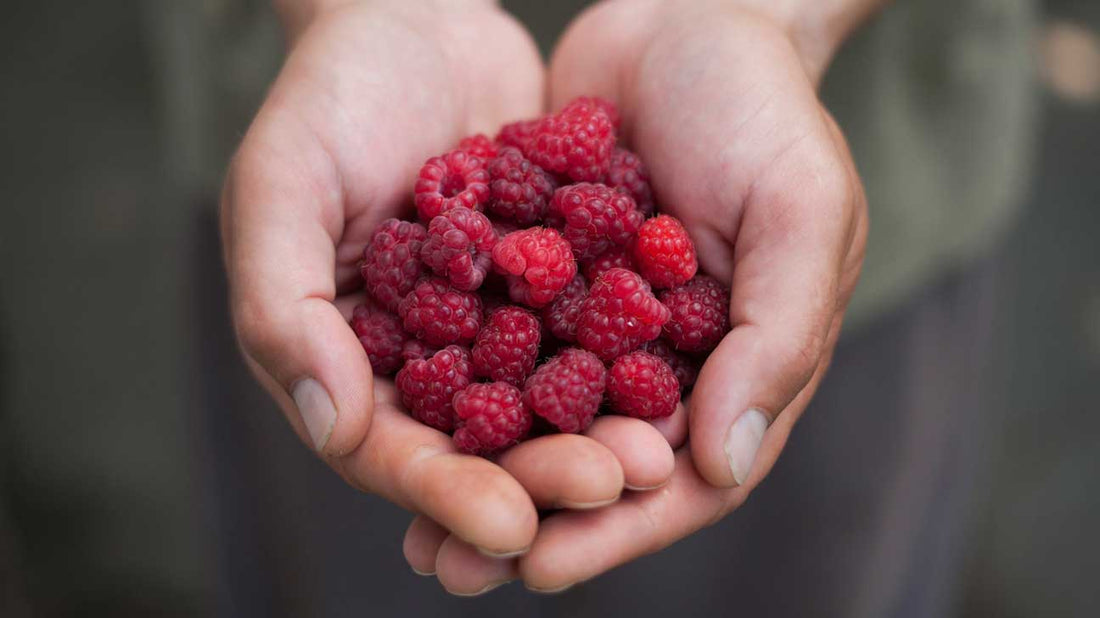 Orchard Gold Raspberries, 500g, price/pack, frozen